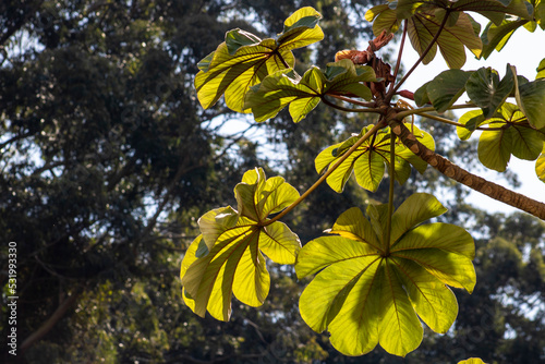 Embauba tree on Atlantic Rainforest in Brazil photo