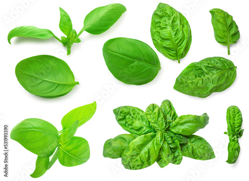 Basil leaf isolated on white background. Basil leaves  collection. Pattern. Top view. Flat lay