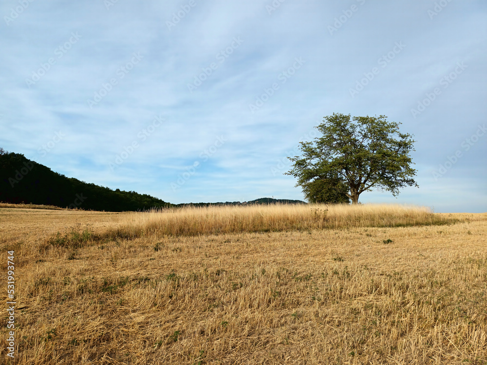 Abgeerntetes goldenes Feld im Hochsommer mit Baum und Hügeln bei Sotzweiler, Landkreis St. Wendel, Saarland.