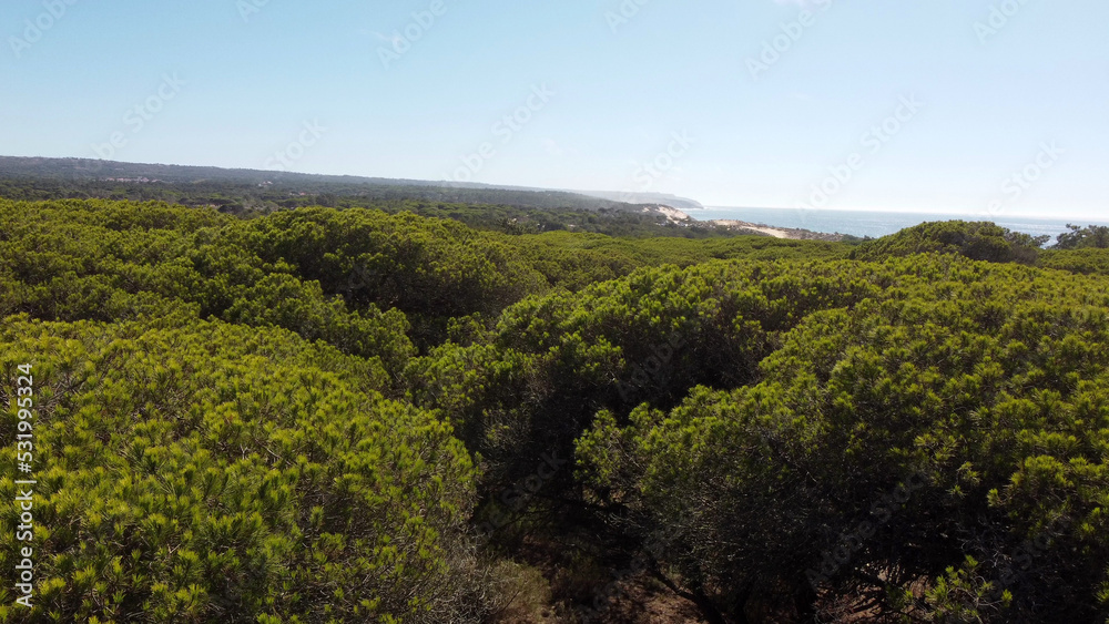 Fototapeta premium Pin autour du lagon d'Albufeira