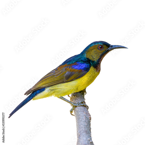 Brown-throated sunbird or Plain-throated sunbird or Anthreptes malacensis, beautiful bird isolated perching on the branch with white background and clipping path.