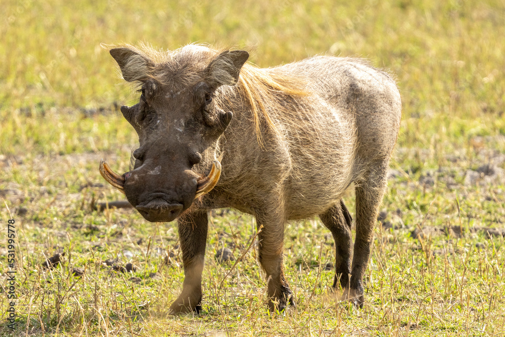 Ein Warzenschwein in der Halbfrontale Ein Warzenschwein in der Halbfrontale