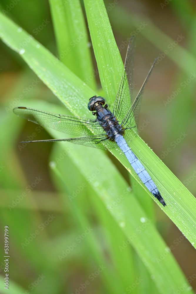 closeup the sky black dragonfly hold on paddy plant leaf soft focus natural green brown background. closeup the sky black dragonfly hold on paddy plant leaf soft focus natural green brown background.