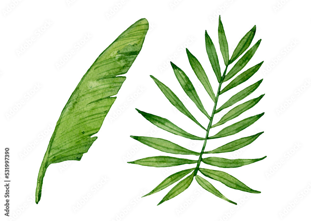 Watercolor tropical green leaves isolated on white background. Banana ...
