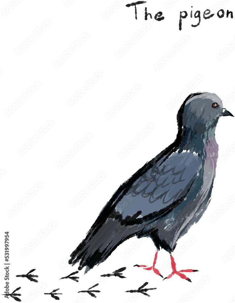 urban common pigeon dove sketch freehand drawing vector urban common pigeon dove sketch freehand drawing vector