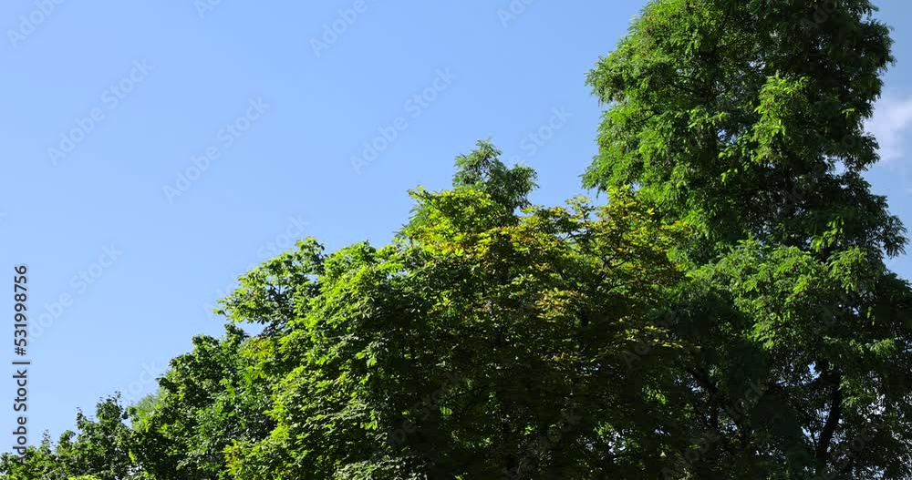 old trees with foliage in sunny weather old trees with foliage in sunny weather