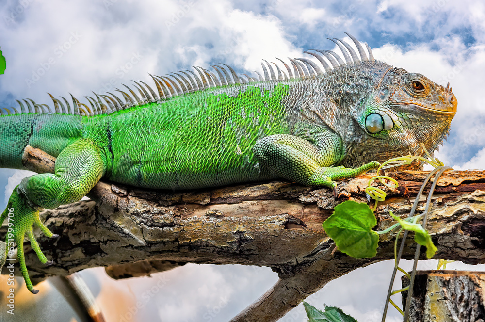 Fototapeta premium A big iguana lizard sitting on a tree on background of blue sky.