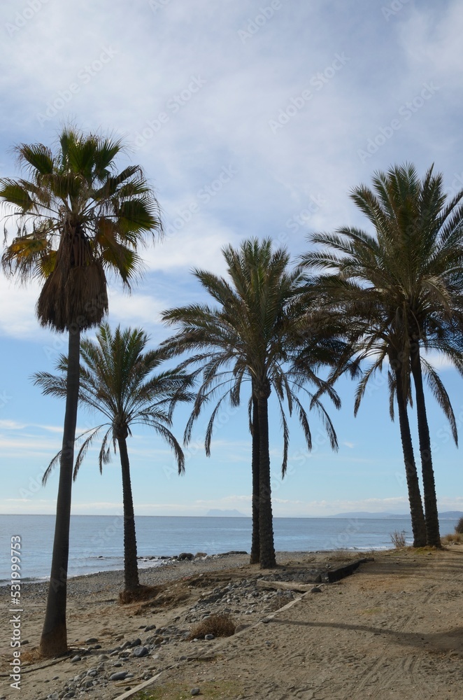 Palm trees on beach in Estepona, Malaga, Spain