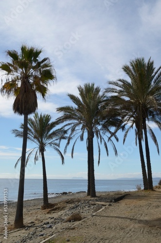 Palm trees on beach in Estepona, Malaga, Spain