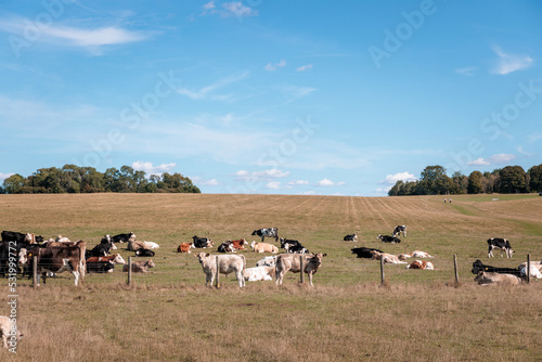 Cows and Sheep, animals in the grass field, Autumn © gormakuma