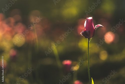 Purple tulip