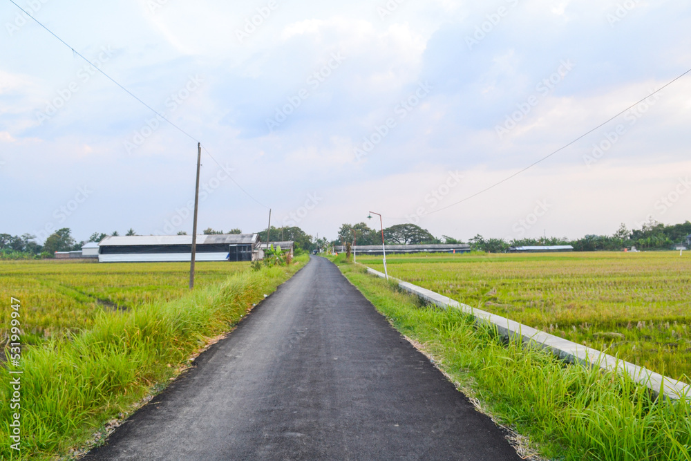 road in the countryside among rice field