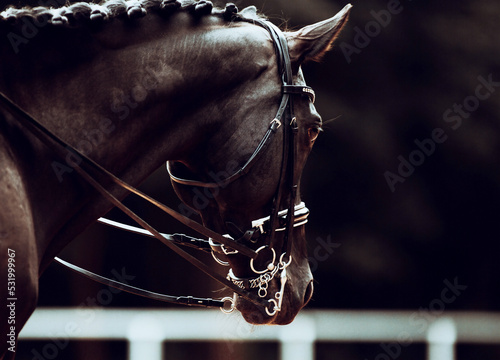 Portrait of a beautiful black horse with a braided mane and a bridle on its muzzle in the evening twilight. Equestrian sports. Photo of a horse.
