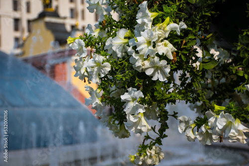 flowers of the autumn city
