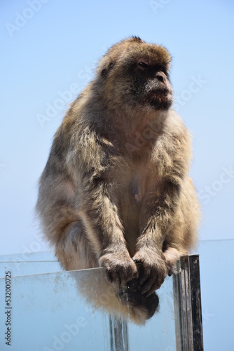 Sitting Monkey. Rock of Gibraltar © Jose
