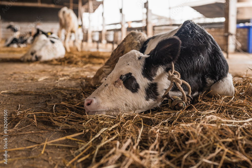 Portrait of a calf lying in a stable with straw Portrait of a calf lying in a stable with straw