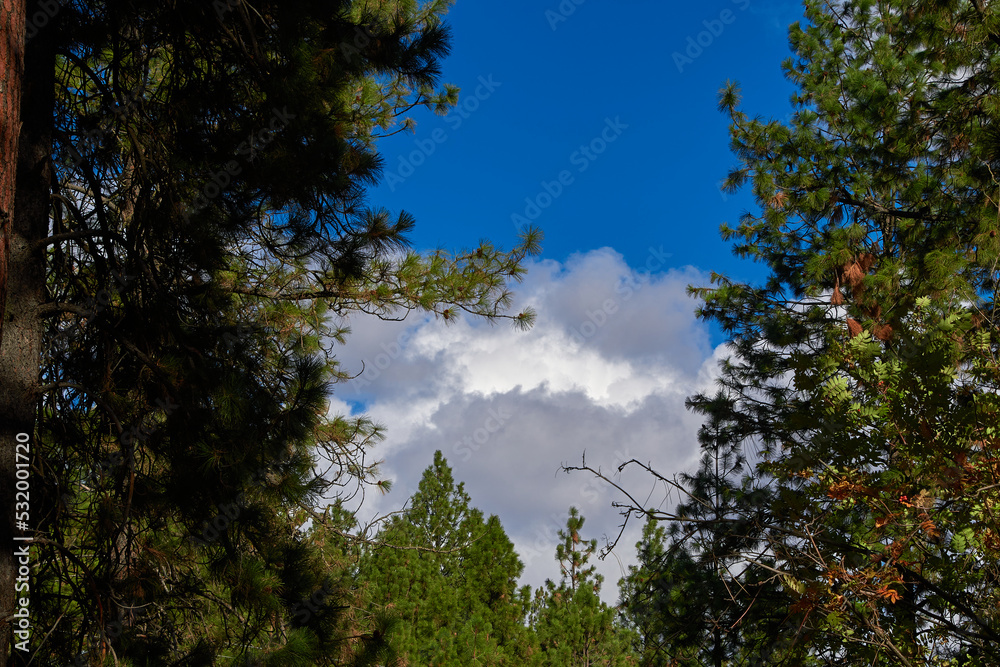 Storm clouds are seen in a clearing between pine trees in the John A. Finch Arboretum in Spokane, Washington.