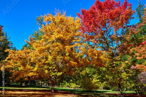 Maple trees with beautiful fall colors against a clear bright blue sky at the John A. Finch Aboretum in Spokane, Washington. photo