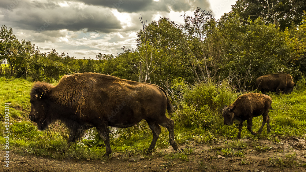 Jeune bison des Bois suivant sa mère Jeune bison des Bois suivant sa mère