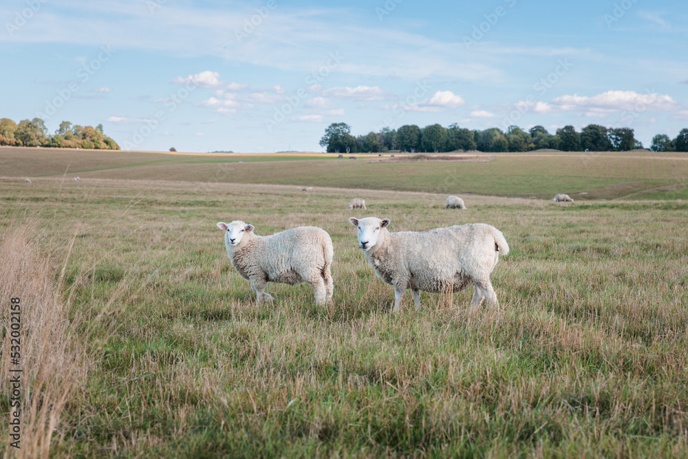 Sheep in the grass field, autumn