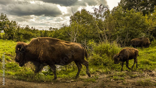 Jeune bison des Bois suivant sa mère