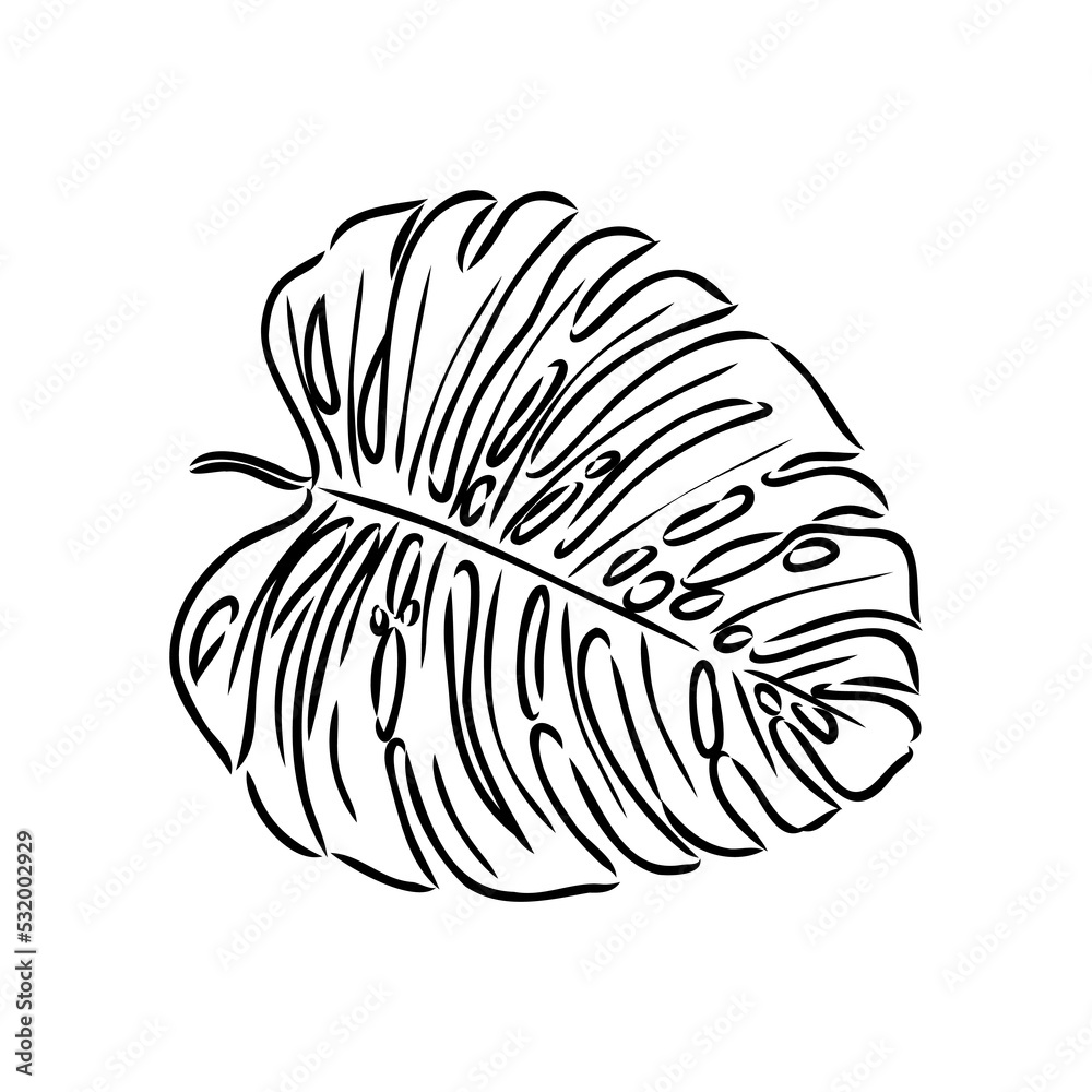 Obraz premium Exotic monstera. Continuous one-line drawing. Handmade summer tropical leaf on white background. Minimalist design. Maranta leaf.