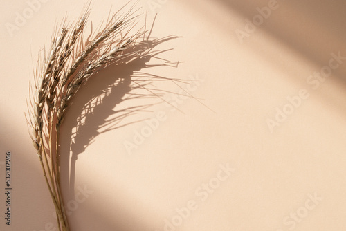 Wheat ears with shadows on a cream-coloured card background. Copy space.