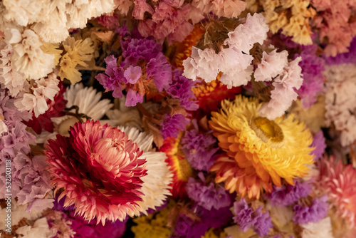 Wallpaper Mural Mass of colourful dried flowers, photographed with a macro lens at a garden in Wisley, Surrey UK. Torontodigital.ca
