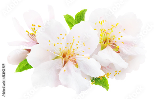 Tela White almond tree flowers with leaves and buds cut out
