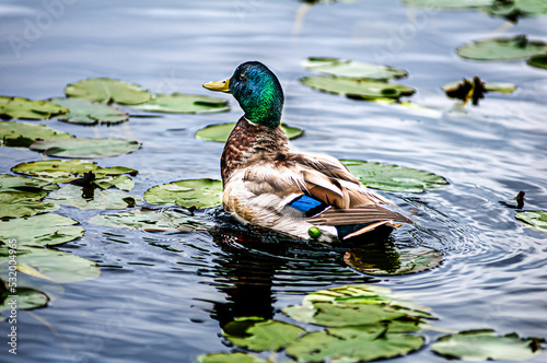 Canard mallard nageant sur un petit 


