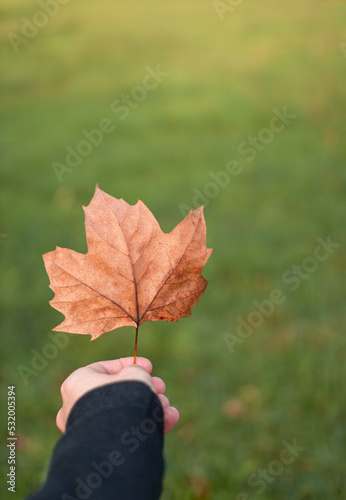 Cogiendo hoja de roble con la mano en otoño