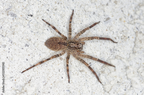 Une grosse araignée sur un mur, la zoropse à pattes épineuses (Zoropsis spinimana)