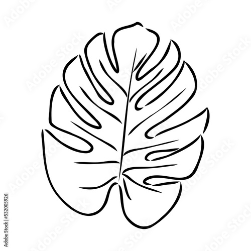 Exotic monstera. Continuous one-line drawing. Handmade summer tropical leaf on white background. Minimalist design. Maranta leaf.