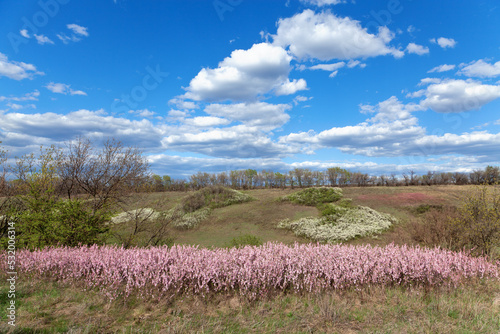 Pink almond trees blooming in spring field, blue sky with fluffy clouds, early spring. Ukraine.