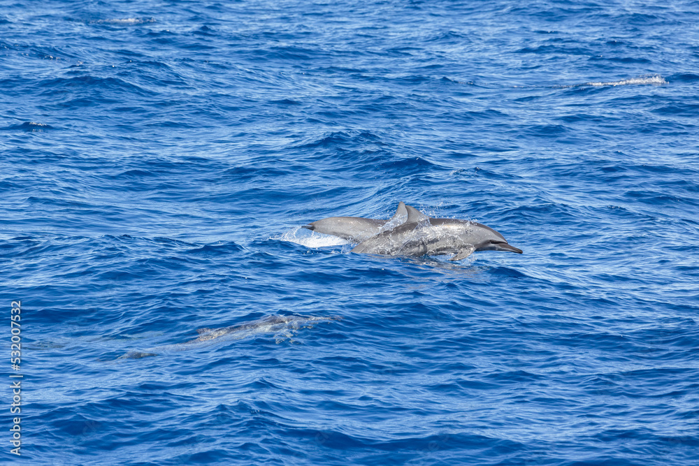 Naklejka premium Dolphins jump out of the sea in Hualien harbor of Taiwan