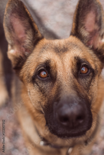 Portrait of a German Shepherd with beautiful and intelligent eyes. German shepherd close up  look up. Smart dog look. Sheepdog with big ears. High quality photo