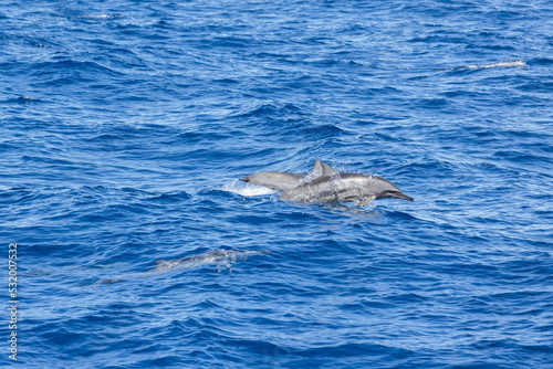 Dolphins jump out of the sea in Hualien harbor of Taiwan