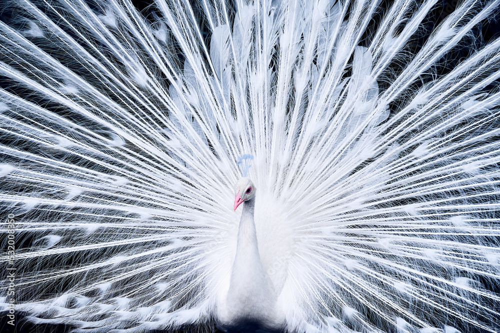 White peacock with spread tail , close - up . Albino male bird.