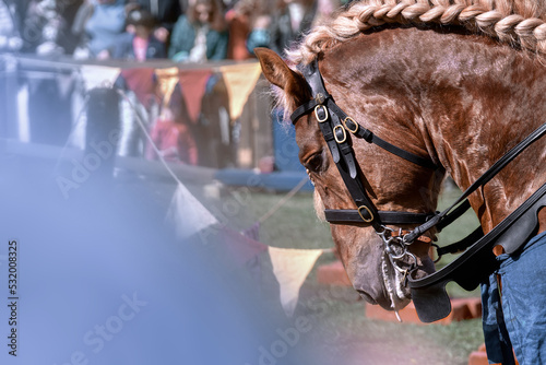 Muzzle of a brown horse , close - up . Knight horse. Braided mane. Beautiful animal haircut.