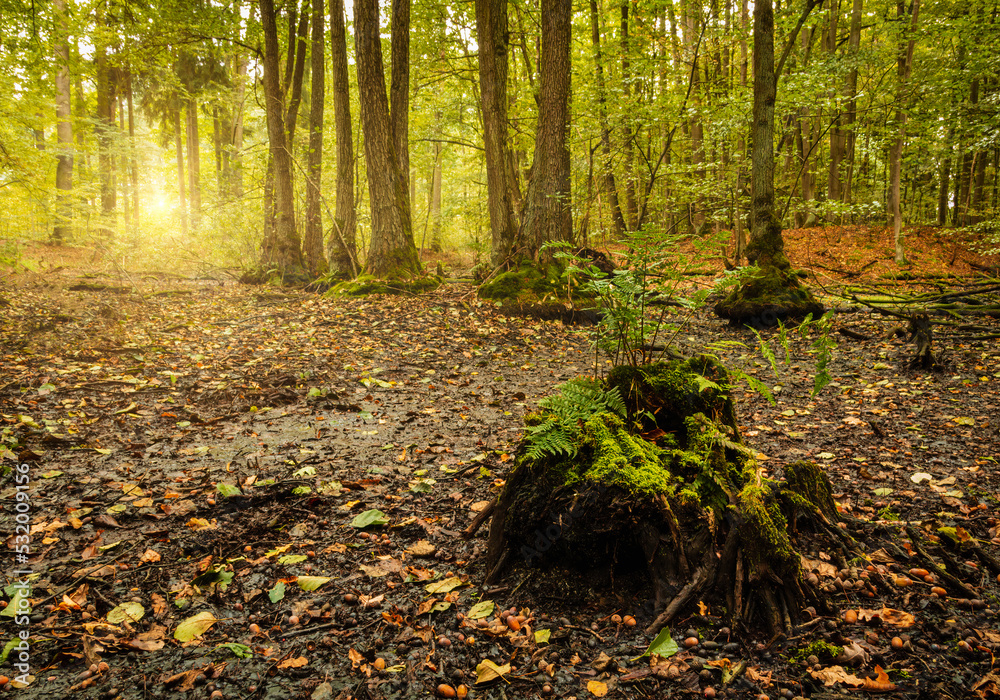 Root with fern in dry swamp autumn landscape. Tranquil czech nature background Root with fern in dry swamp autumn landscape. Tranquil czech nature background