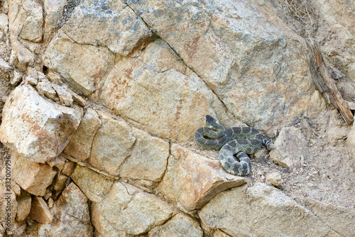 Northern Pacific Rattlesnake on a rock cliff face in the foothills of the Cascade Range photo