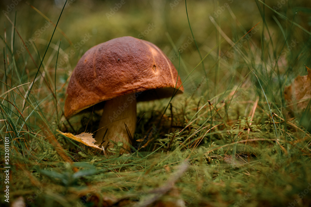 Close-up view on brown boletus, aspen mushroom in the green grass. Close-up view on brown boletus, aspen mushroom in the green grass.