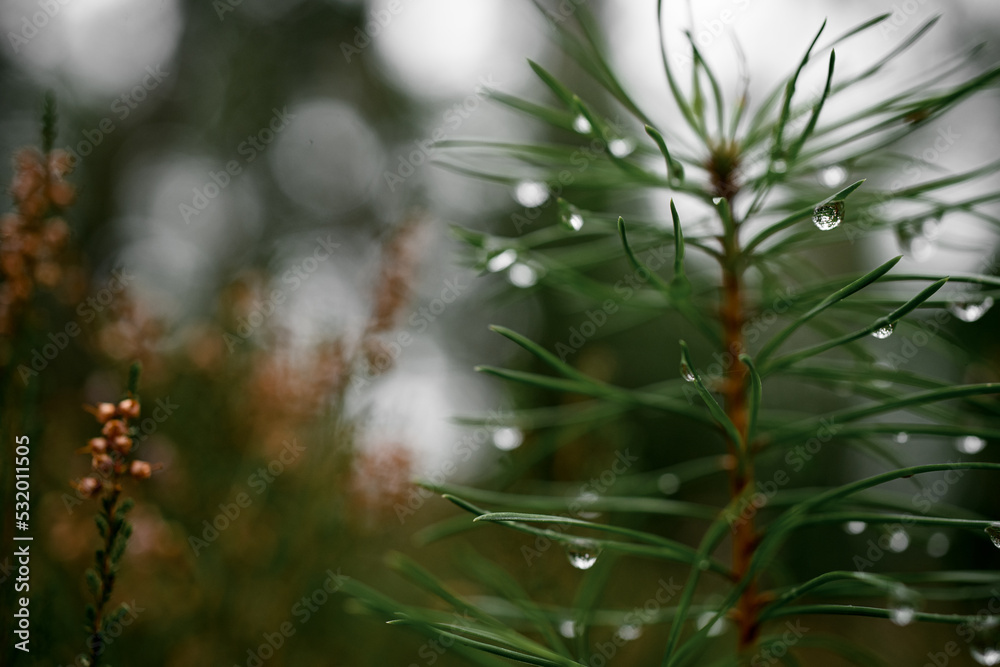 close-up selective focus on dew drops on needles of pine branch. close-up selective focus on dew drops on needles of pine branch.