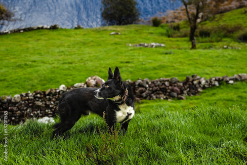 Obraz na płótnie Irlandia fiord pies pasterski mcnab shepherd farma zaganianie owiec w salonie