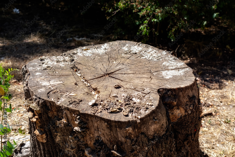 Old cracked dry shabby stump in the city park of Dresden on a summer sunny day. Old cracked dry shabby stump in the city park of Dresden on a summer sunny day.