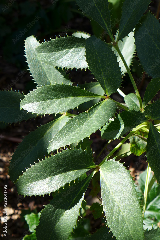 Hellebores leaves (Helleborus) Hellebores leaves (Helleborus)