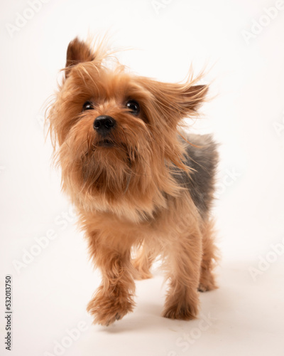  freshly bathed yorkie puppy