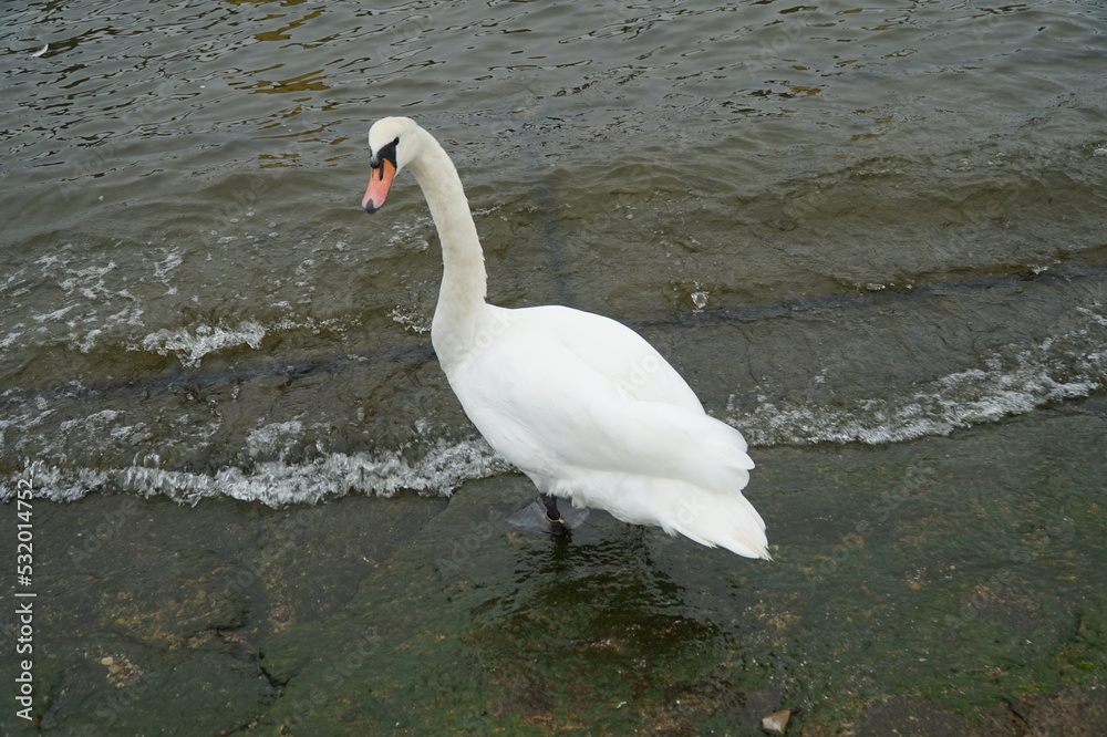 Fototapeta premium Swans on the shores of the Baltic Sea