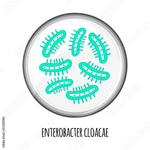 The human microbiome of enterobacter cloacae in a petri dish. Vector image. Bifidobacteria, lactobacilli. Lactic acid bacteria. Illustration in a flat style.