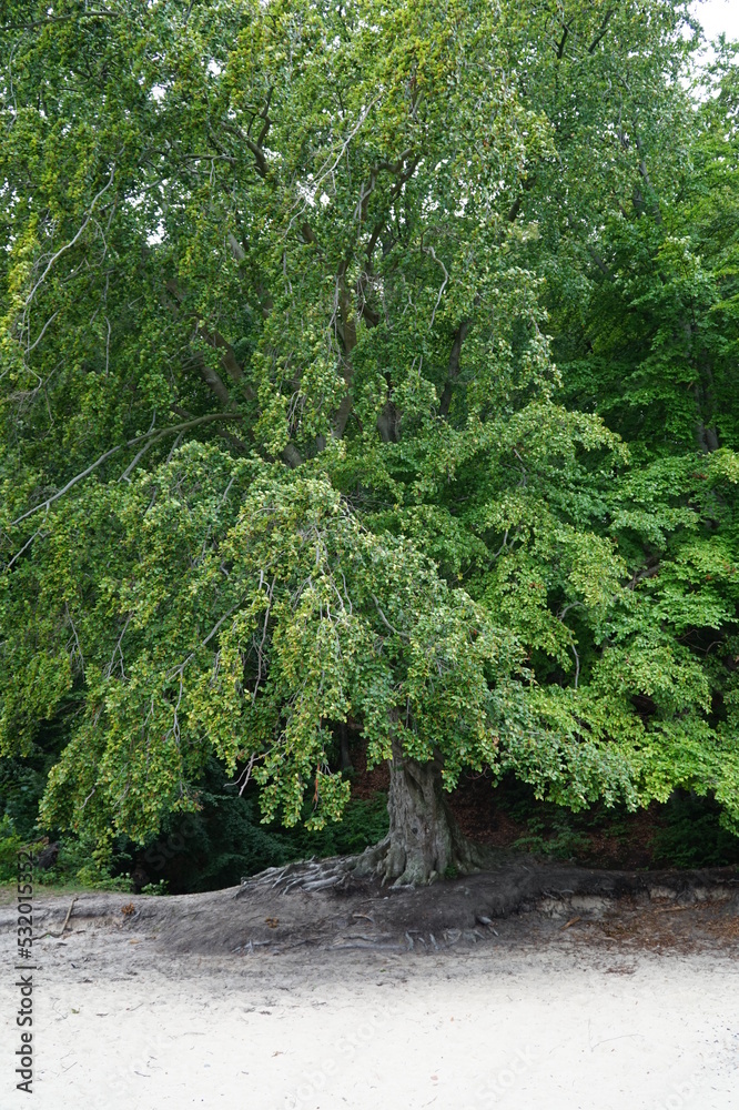 Big tree with a thick trunk near the sea Big tree with a thick trunk near the sea